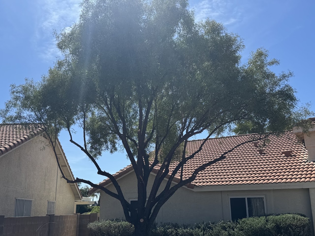 Joe's Yard, Tree, & Irrigation project